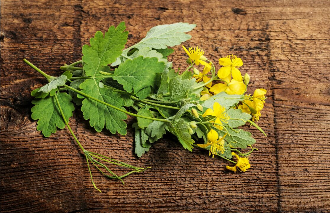 Celandine - medicinal plant against nail fungus